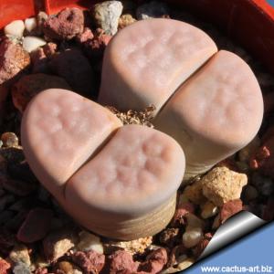 Lithops karasmontana C169 (syn. mickbergensis) 20 km NNE of Grünau, Namibia