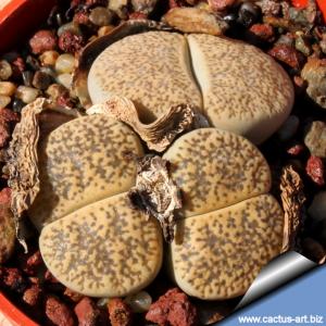 Lithops lesliei var. venteri C153 (syn. maraisii) TL: 60 km NW of Kimberley, South Africa