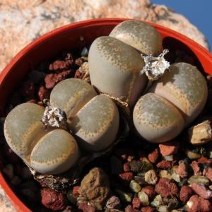 Lithops terricolor C131 (syn. peersii) TL: Near Miller Station, South Africa