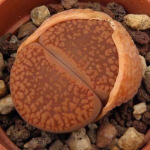 Lithops aucampiae v. koelemanii C256 35 km WSW of Postmasburg, South Africa