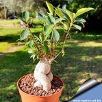Ficus microcarpa cv. Ginseng