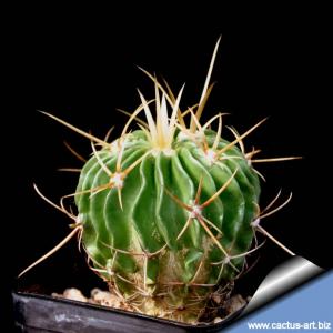 Echinofossulocactus lamellosus SB111 Metzquititlan, Hidalgo, Mexico