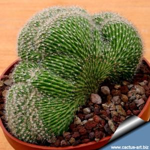 Echinopsis sp. forma cristata (MIX)
