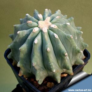 Ferocactus glaucescens "nudum"