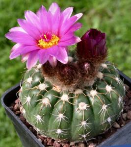 Notocactus uebelmannianus