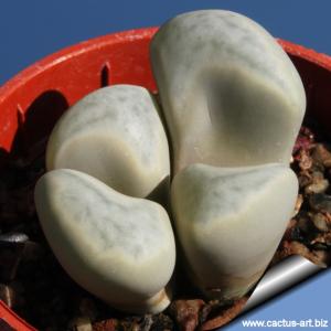 Lithops meyeri C272 45 km NNE of Port Nolloth, South Africa