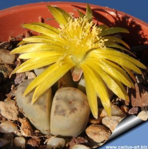 Lithops dinteri v. frederici C180 TL: 30 km NW of Pofadder, South Africa