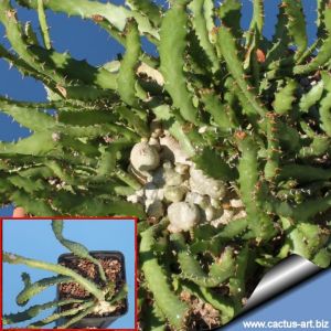 Euphorbia squarrosa forma monstruosa
