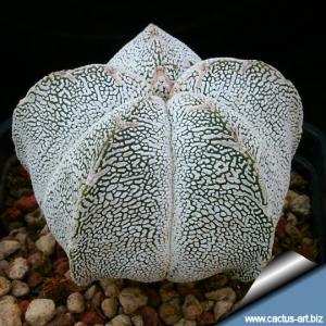 Astrophytum myriostigma cv. ONZUKA  (mixed patterns from seed)