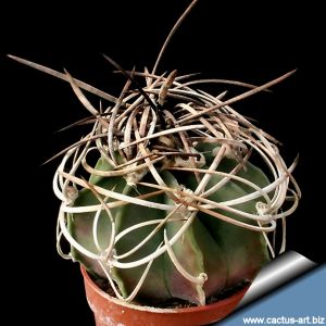 Astrophytum capricorne v. crassispinum