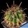 Ferocactus townsendianus (Syn.: Ferocactus peninsulae v. townsendianus)
