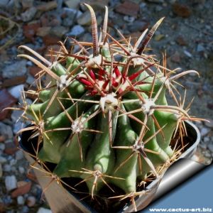 Ferocactus townsendianus (Syn.: Ferocactus peninsulae v. townsendianus)