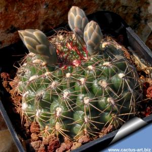 Gymnocalycium mesopotamicus