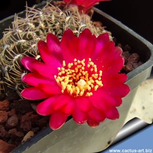 Sulcorebutia cochabambina