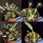 Dorstenia foetida