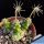 Dorstenia foetida
