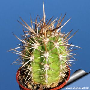 Trichocereus chiloensis v. panhoplites