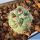 Ortegocactus macdougalli