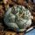 Ortegocactus macdougalli