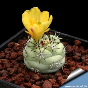 Ortegocactus macdougalli (seedling)