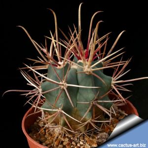 Ferocactus californicus Las Parras, Baja California Sur, Mexico