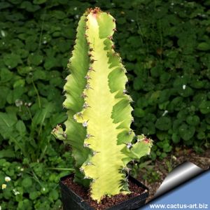 Euphorbia erythraea cv. TWO COLOR (variegata)
