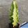 Euphorbia erythraea cv. TWO COLOR (variegata)