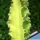 Euphorbia erythraea cv. TWO COLOR (variegata)
