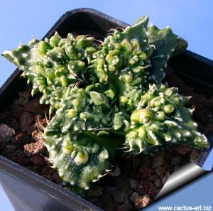 Faucaria tuberculosa cv. SUPER WARTY