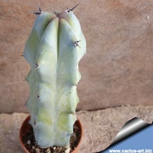 Myrtillocactus geometrizans, Coxtlan