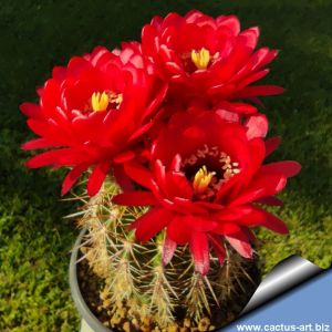 Trichocereus huasca var. crassicaulis