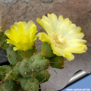 Cumulopuntia boliviana WG086 (Maihueniopsis boliviana)
