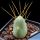 Cumulopuntia boliviana WG086 (Maihueniopsis boliviana)