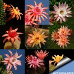 Hildewintera hybrid (Mixed colours)