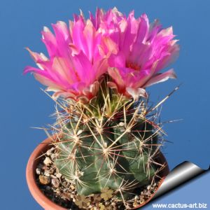 Thelocactus bicolor