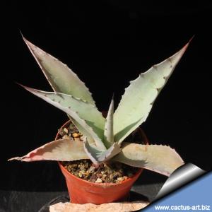 Agave ovatifolia
