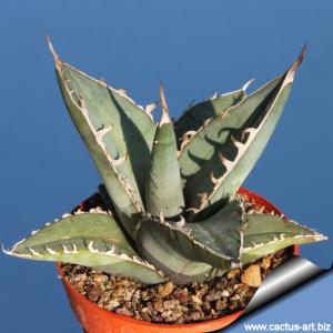Agave titanota Rio Salado, Oaxaca, Mexico.