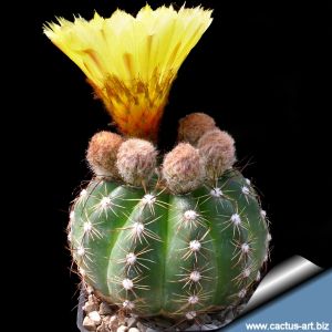Notocactus glaucinus v. depressus HU61a - South of Quevedos, Rio Grande do Sul, Brazil