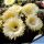 Echinopsis hybrid cv. ICARUS (Schick)