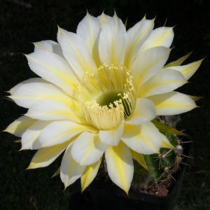 Echinopsis hybrid cv. ICARUS (Schick)