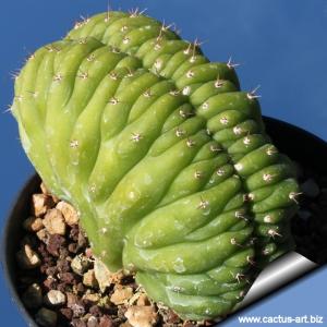 Trichocereus pachanoi f. cristata