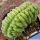 Trichocereus pachanoi forma cristata