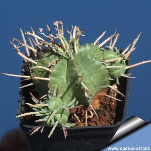 Euphorbia pillansii