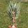 Aloe dichotoma