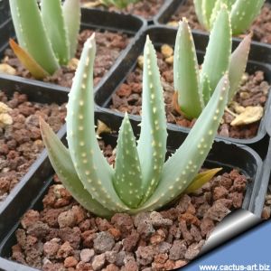 Aloe dichotoma
