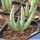 Aloe dichotoma