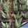 Aloe dichotoma