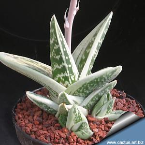 Gasteraloe cv. GREEN ICE