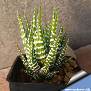 Haworthia attenuata cv. Big Band