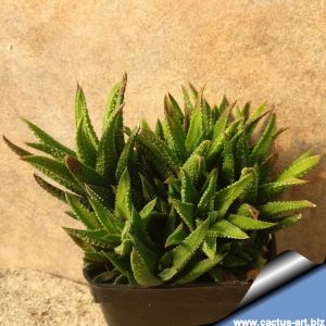 Haworthia cassytha forma